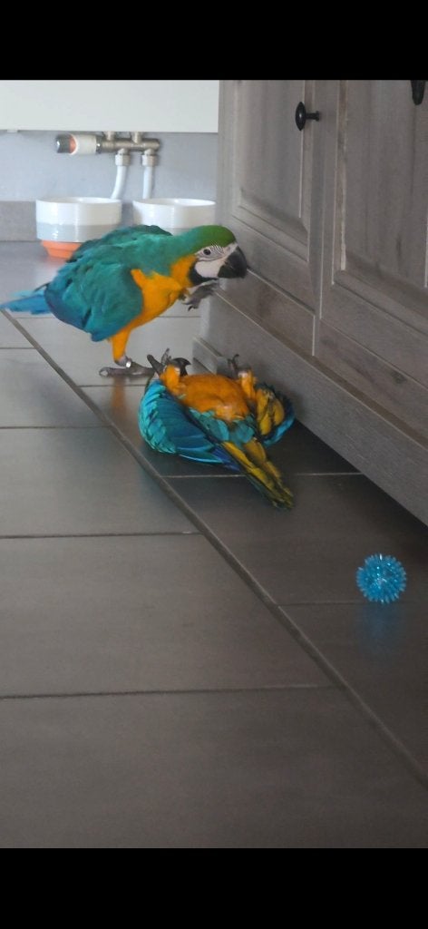 Tamme baby blauwgele aras, Vrouwelijk, Papegaai, Tam