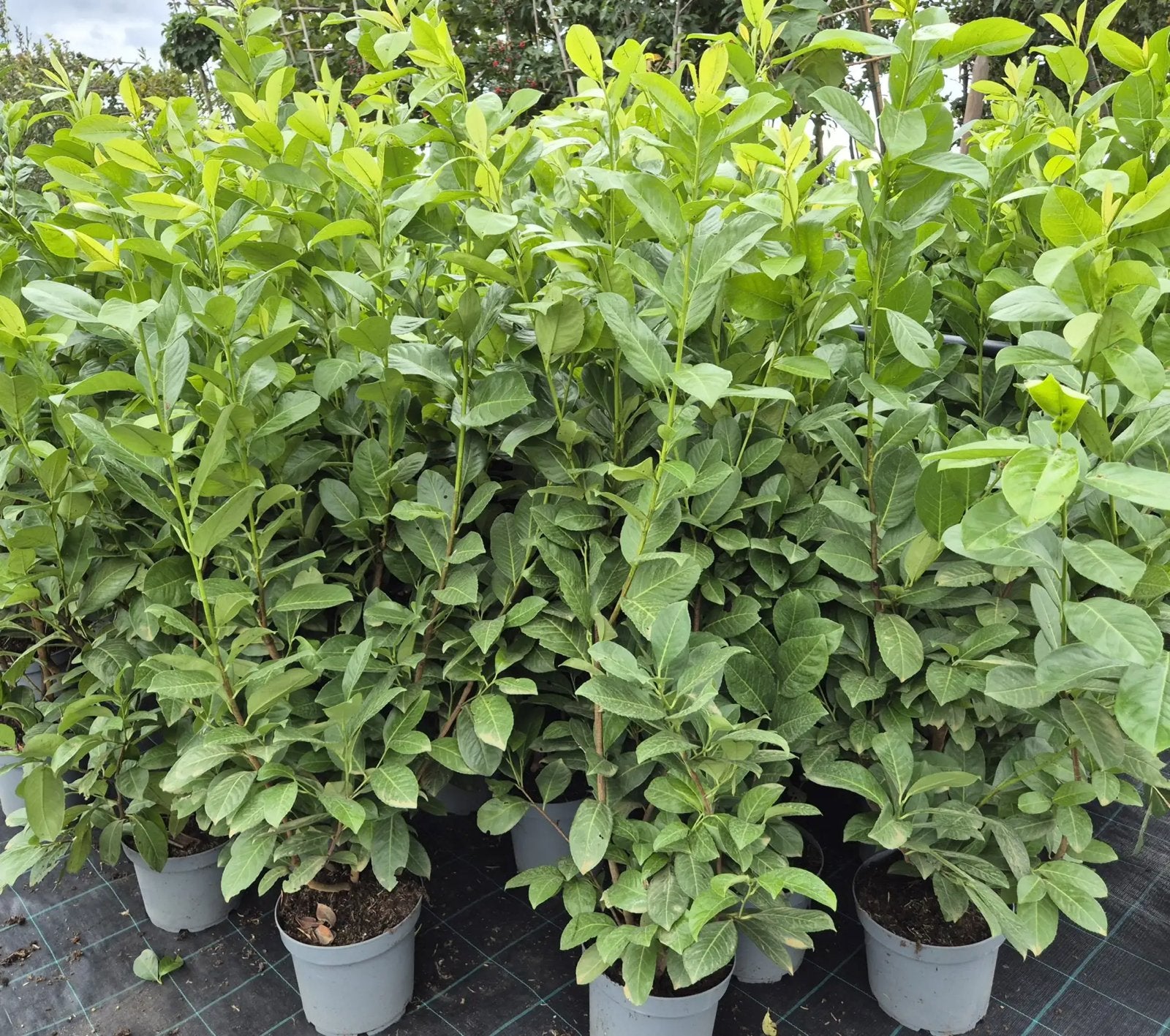 Laurier ( Prunus Laurocerasus Novita, Ophalen, Laurier, 100 tot 250 cm