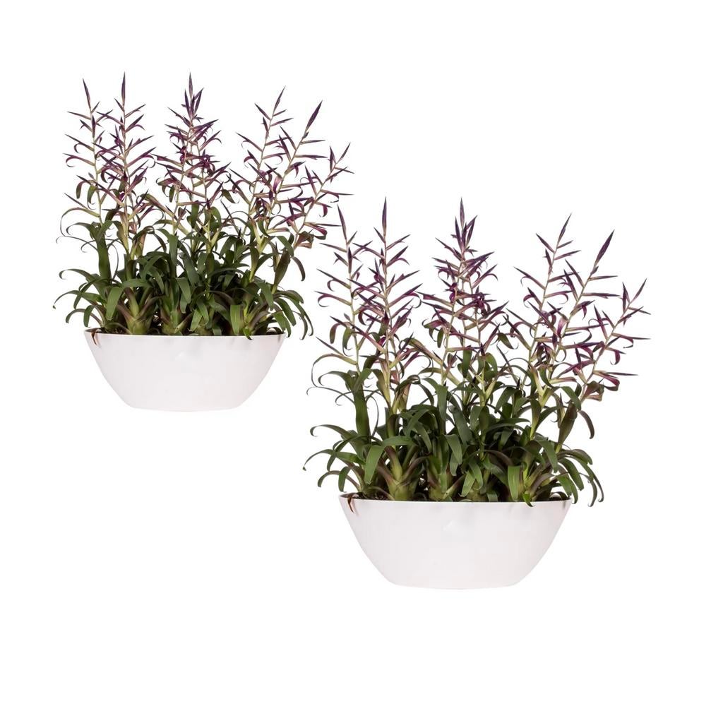 2x Elho Pure Soft Oval bloempot/schaal - 80 cm - wit, Tuin en Terras, Bloembakken en Plantenbakken, Gebruikt, Kunststof, Binnen