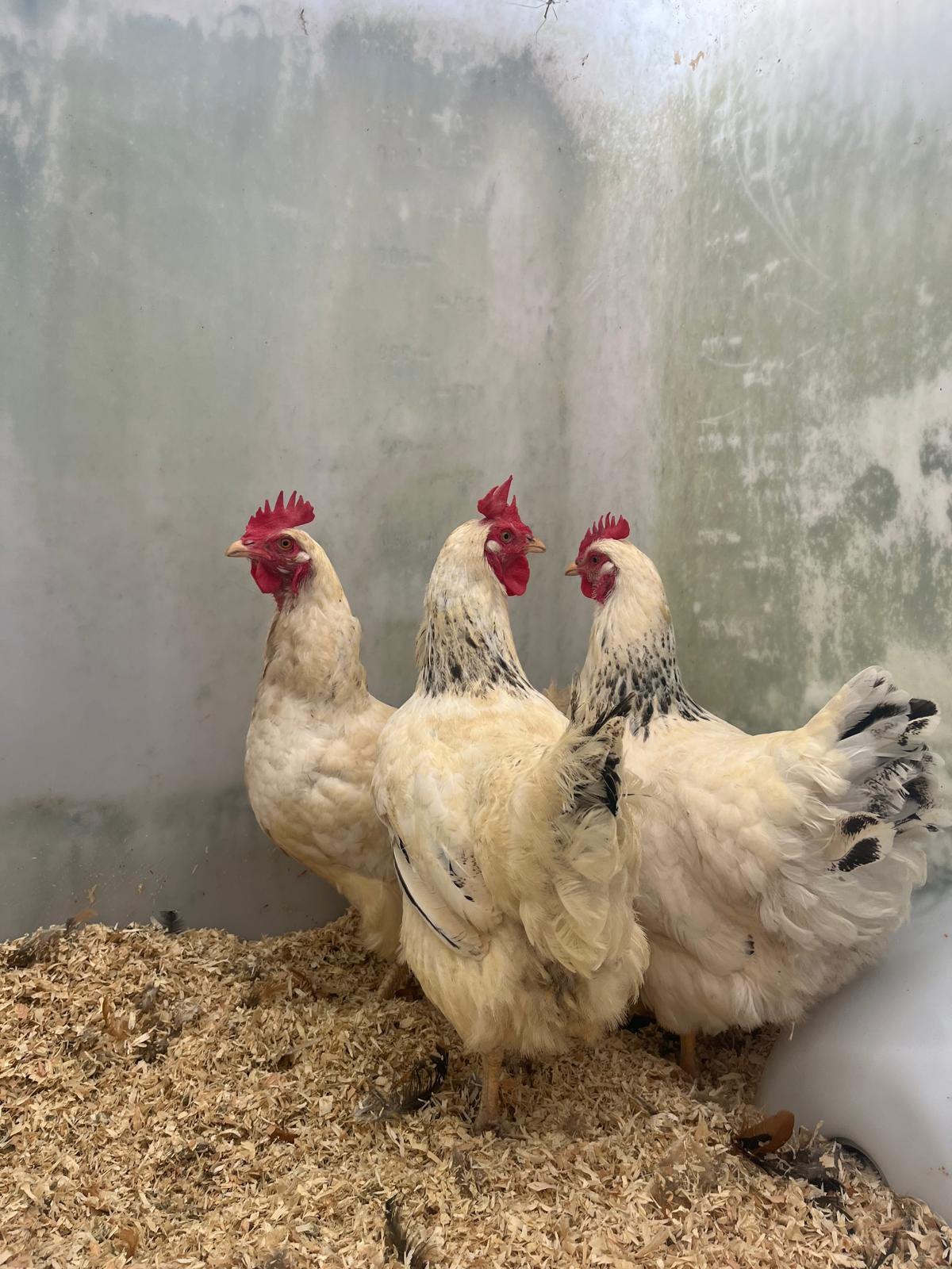 Prachtige mooie wyandotte columbia te koop, Dieren en Toebehoren, Meerdere dieren, Kip