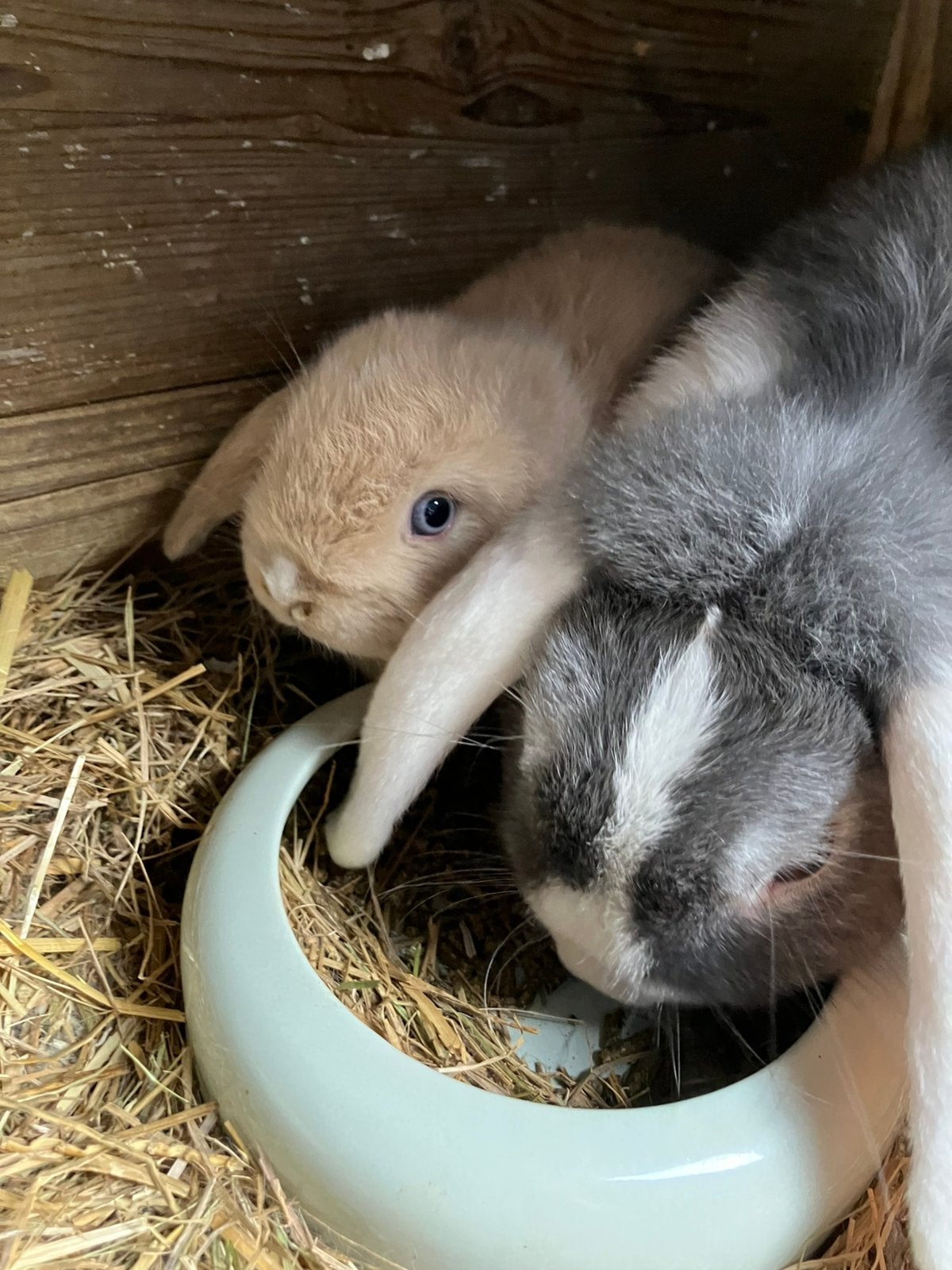 Dwerg hanoorkonijntjes, Meerdere dieren, Dwerg