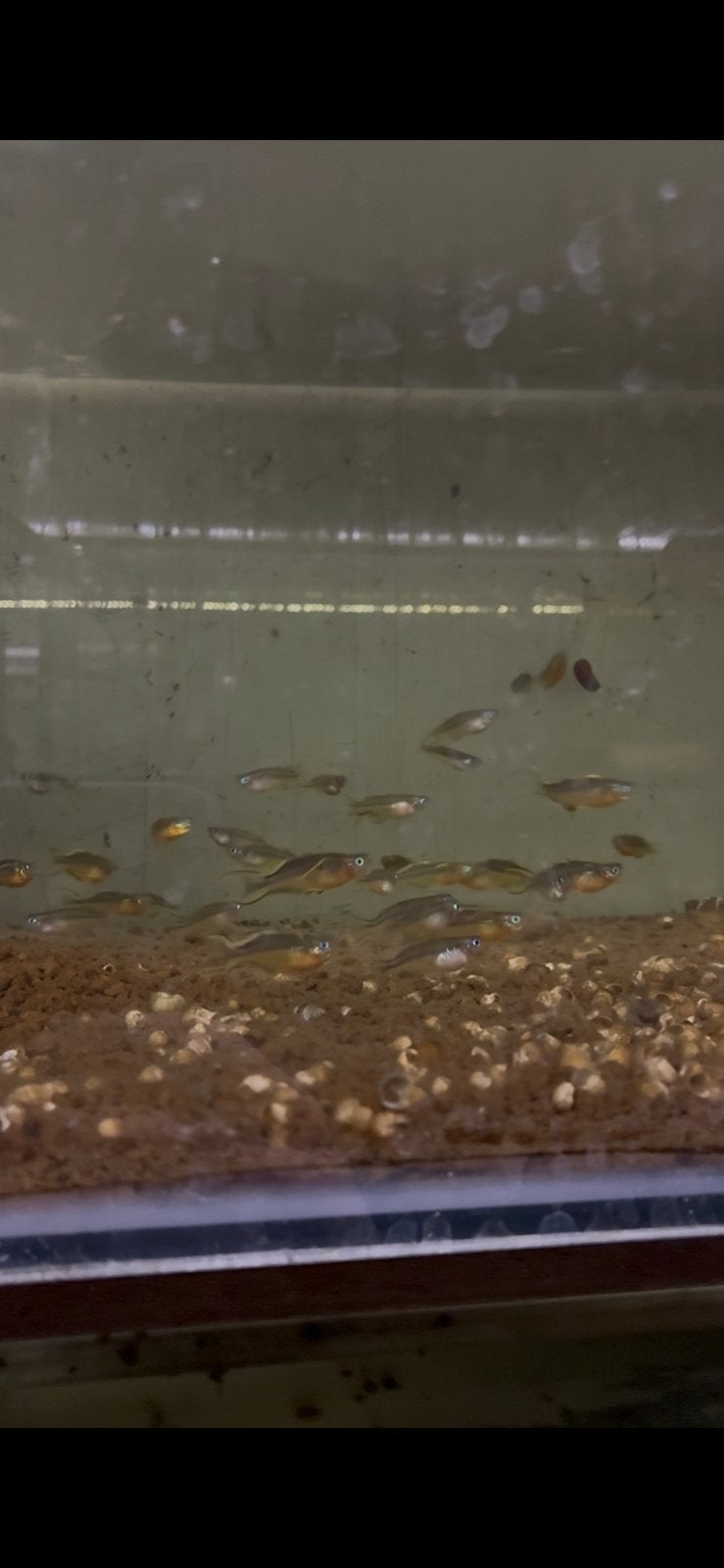 Kweekgroep Pseudomugil furcatus, Vis, Zoetwatervis, Schoolvis