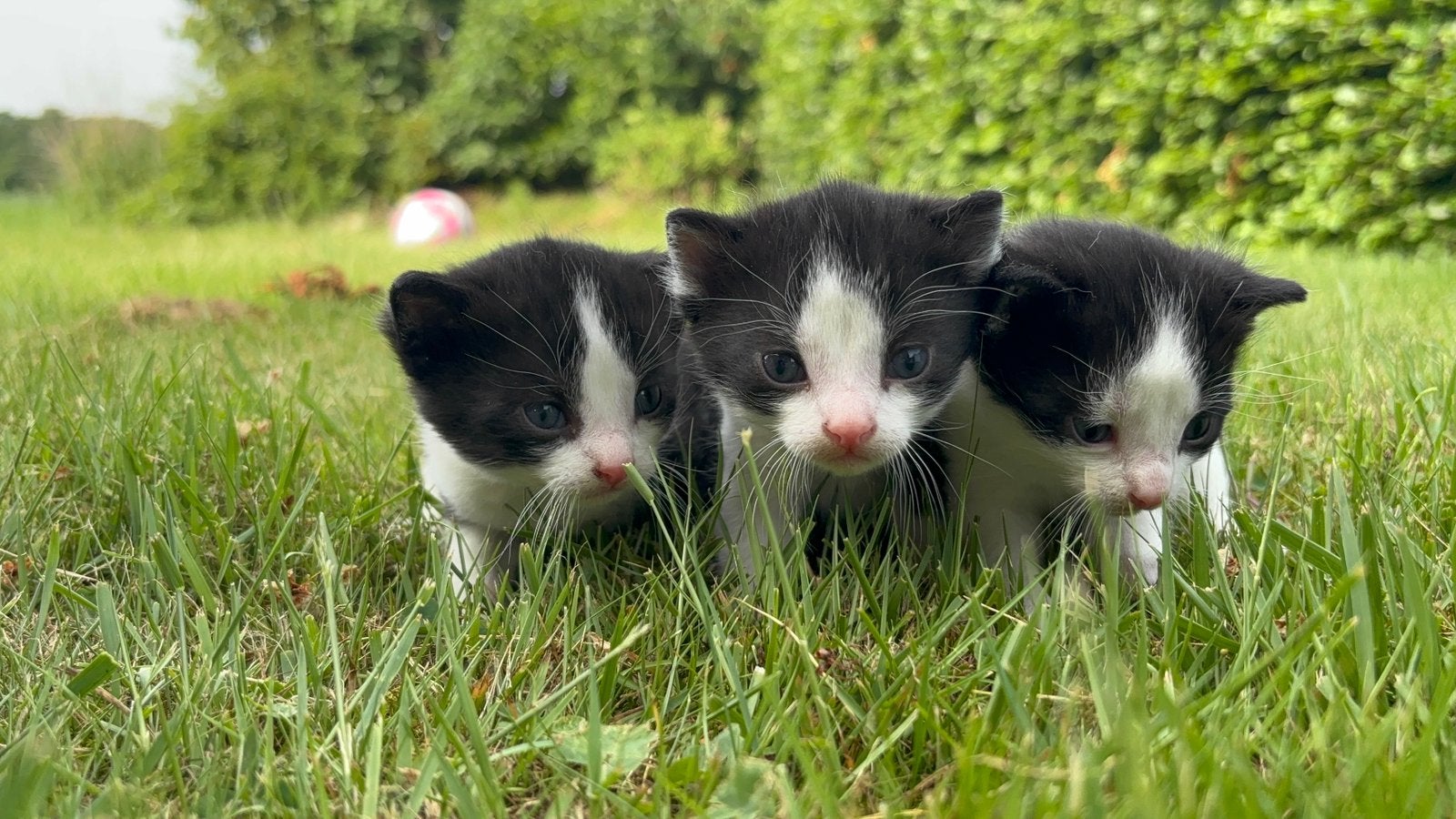 Boerderij Kittens, Dieren en Toebehoren, Katten en Kittens | Overige Katten, Kater, Kortharig, 0 tot 2 jaar