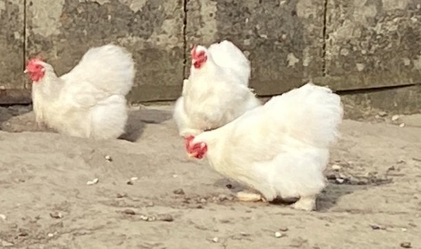Zijdeveer Cochinkriel hennen bijzonder mooi & anti-bloedmijt, Dieren en Toebehoren, Vrouwelijk, Kip