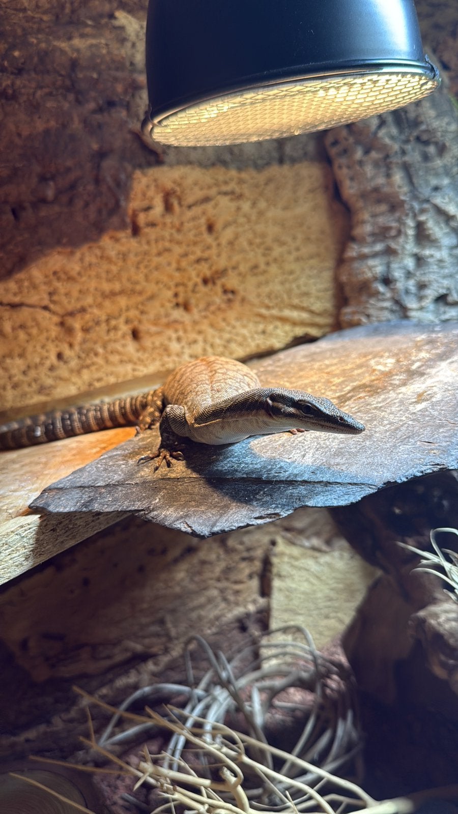 Varanus Glauerti Rotsvaraan handtam 2,5 jaar oud, Dieren en Toebehoren, Overige soorten, Tam, 0 tot 2 jaar