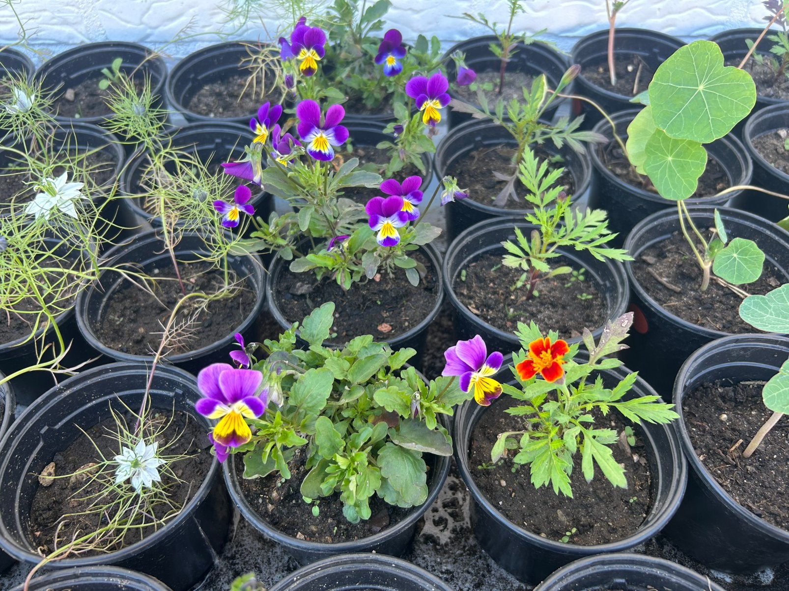Bloemen- en kruidenplantjes, Tuin en Terras, Planten | Tuinplanten, Ophalen, Overige soorten, Volle zon