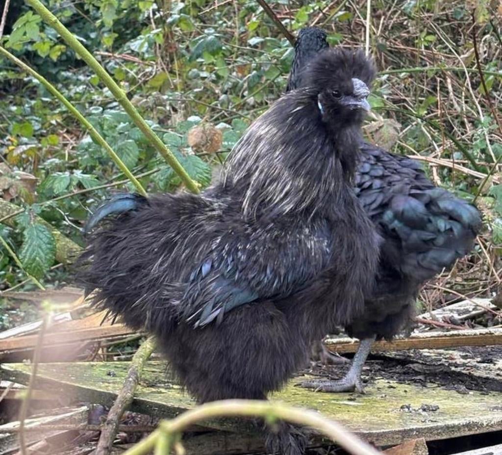 Verschillende kleuren zijdehoen haantjes, Dieren en Toebehoren, Pluimvee, Mannelijk, Kip