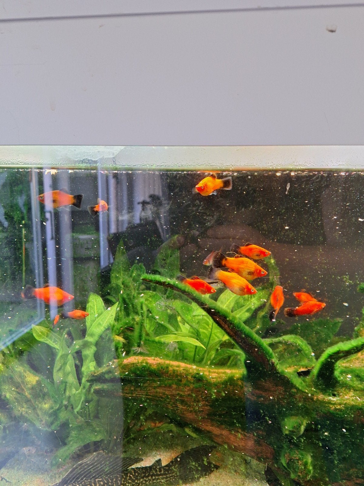 Platy's, Vis, Zoetwatervis, Schoolvis