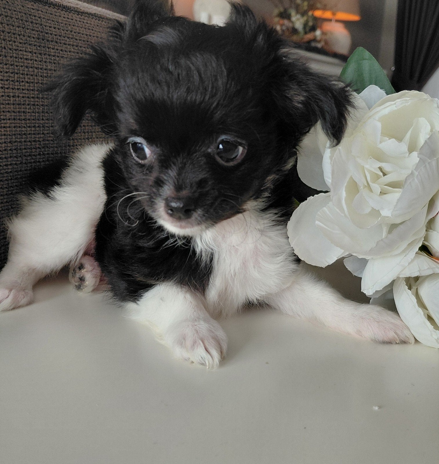 Te koop lanharige chihuahua pups, Reu, 8 tot 15 weken, Parvo, Meerdere