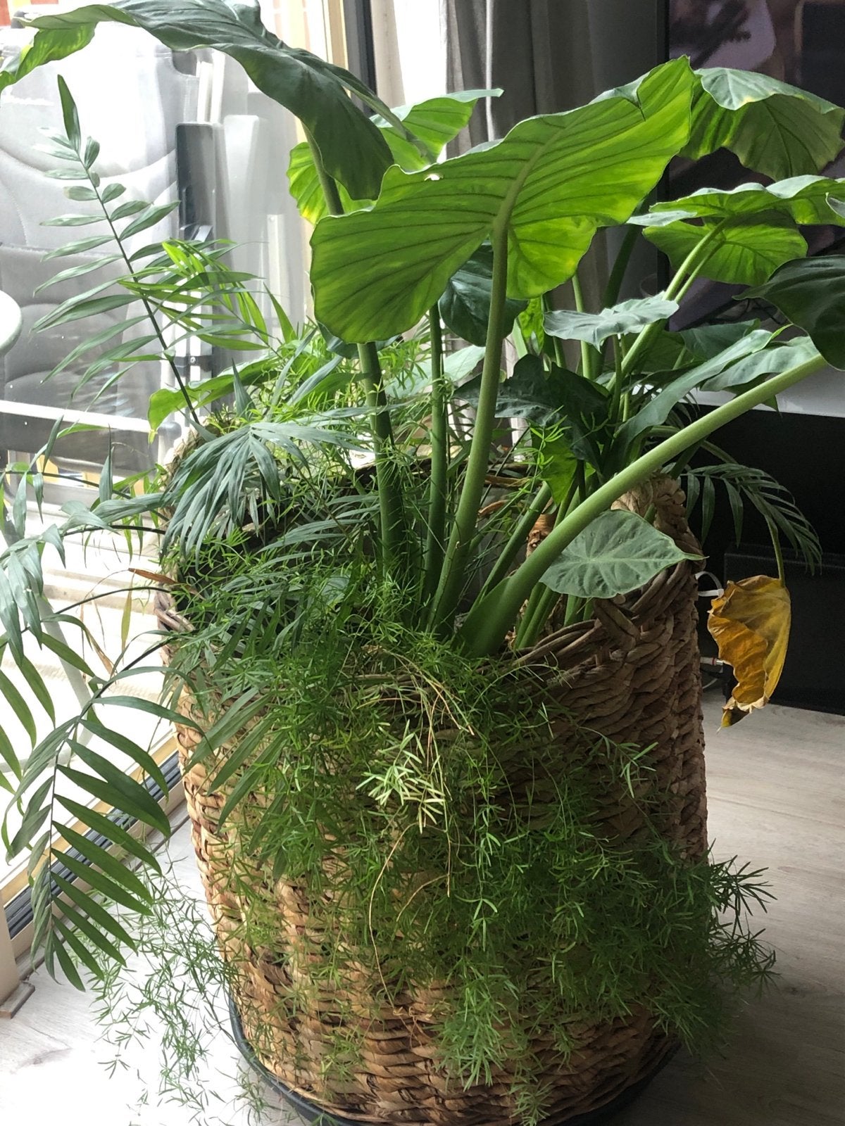 Prachtige plantenmand - Ø 55cm, H 56cm, Ophalen, Gebruikt, Mand, Rond