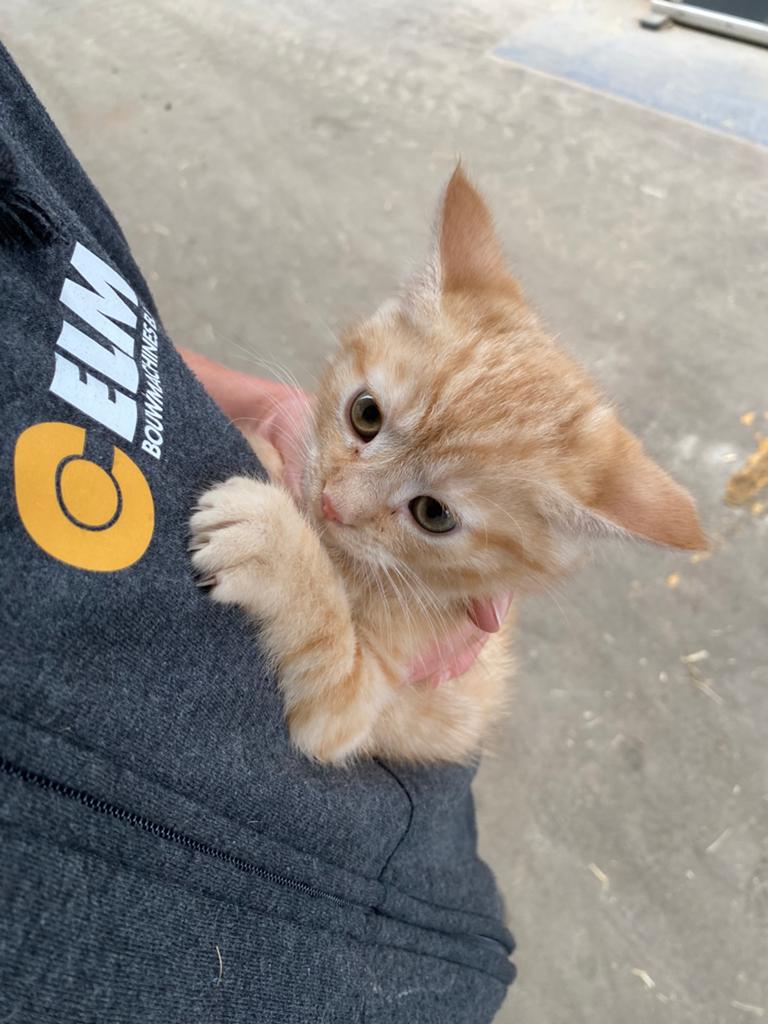 Rode poes, Dieren en Toebehoren, Poes
