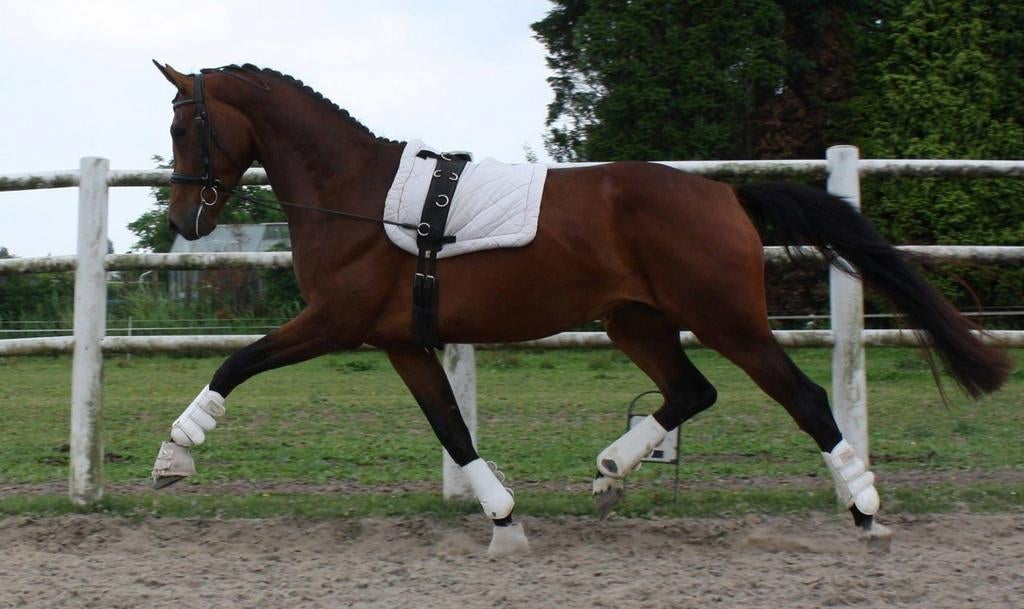 Interessante merrie, Dieren en Toebehoren, Paarden, Merrie, L, 165 tot 170 cm, 11 jaar of ouder, Dressuurpaard, Met stamboom, Gechipt