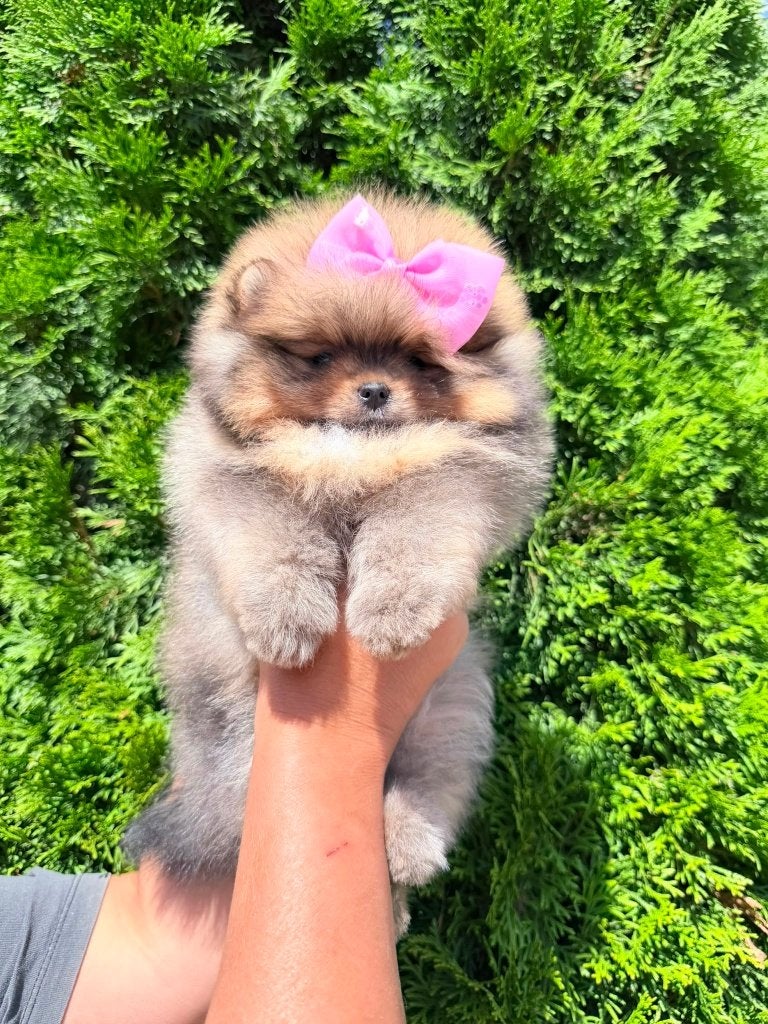 Pomeriaan pup teefje Orange Bear type – te reserveren, Nederland, Keeshond, 8 tot 15 weken, Teef