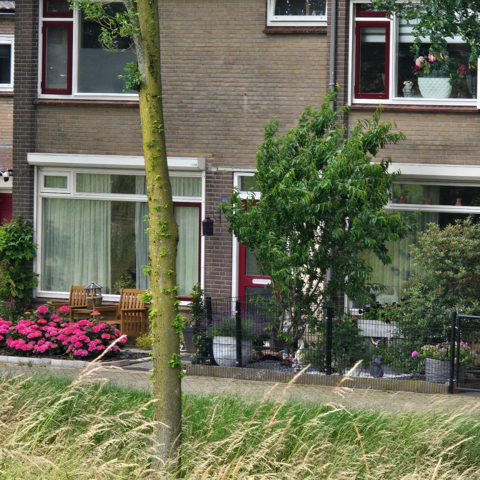 Amandelboom met vruchten, Ophalen, Lente, Overige soorten, Volle zon