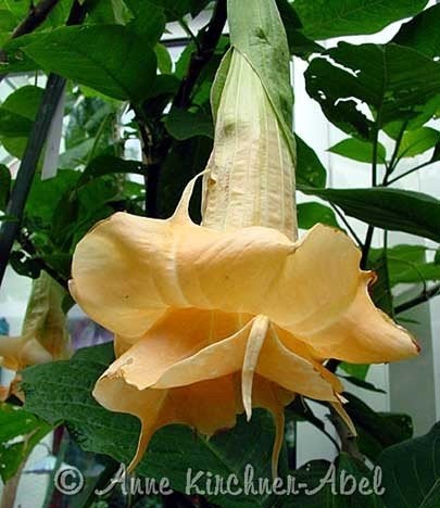 Brugmansia 'Angels Glamour' - Twee jaar oude plant in pot, Tuin en Terras, Planten | Tuinplanten, Ophalen, Overige soorten, Volle zon