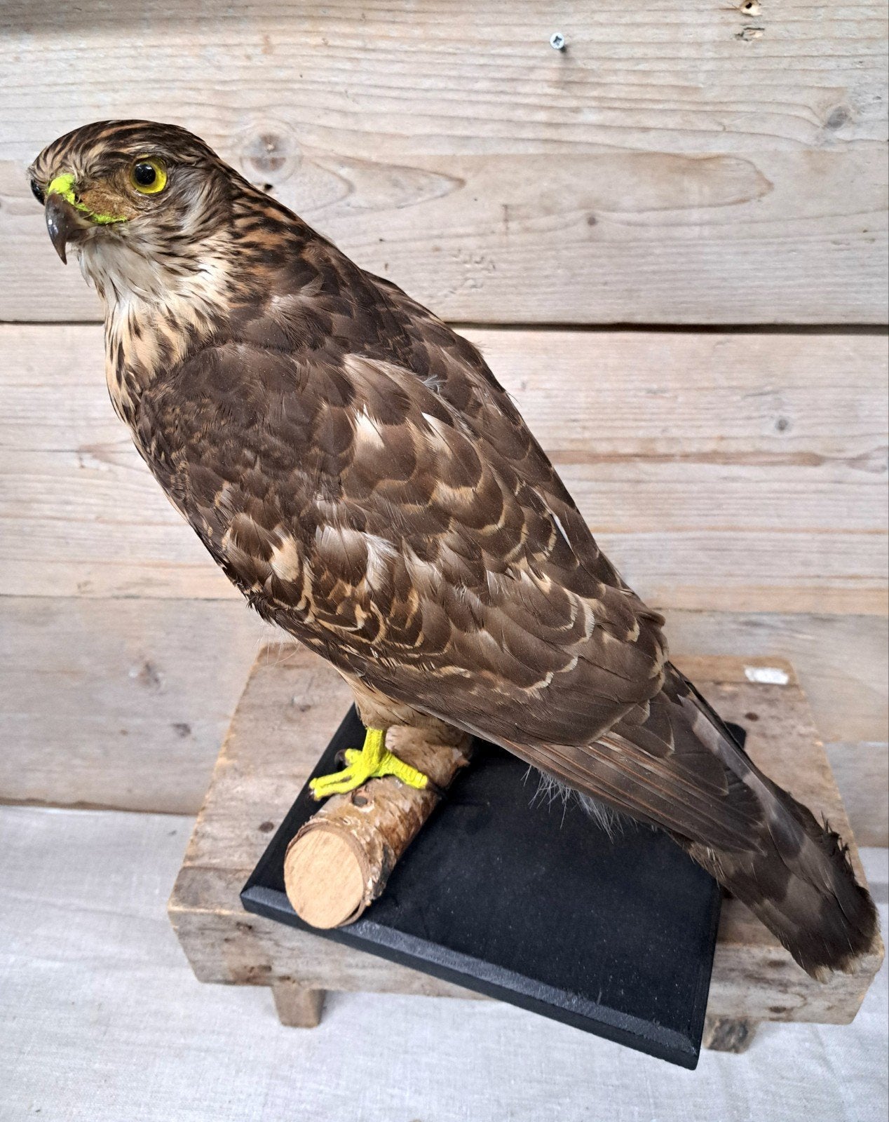 opgezette vogel, Verzamelen, Ophalen of Verzenden, Zo goed als nieuw, Vogel, Opgezet dier