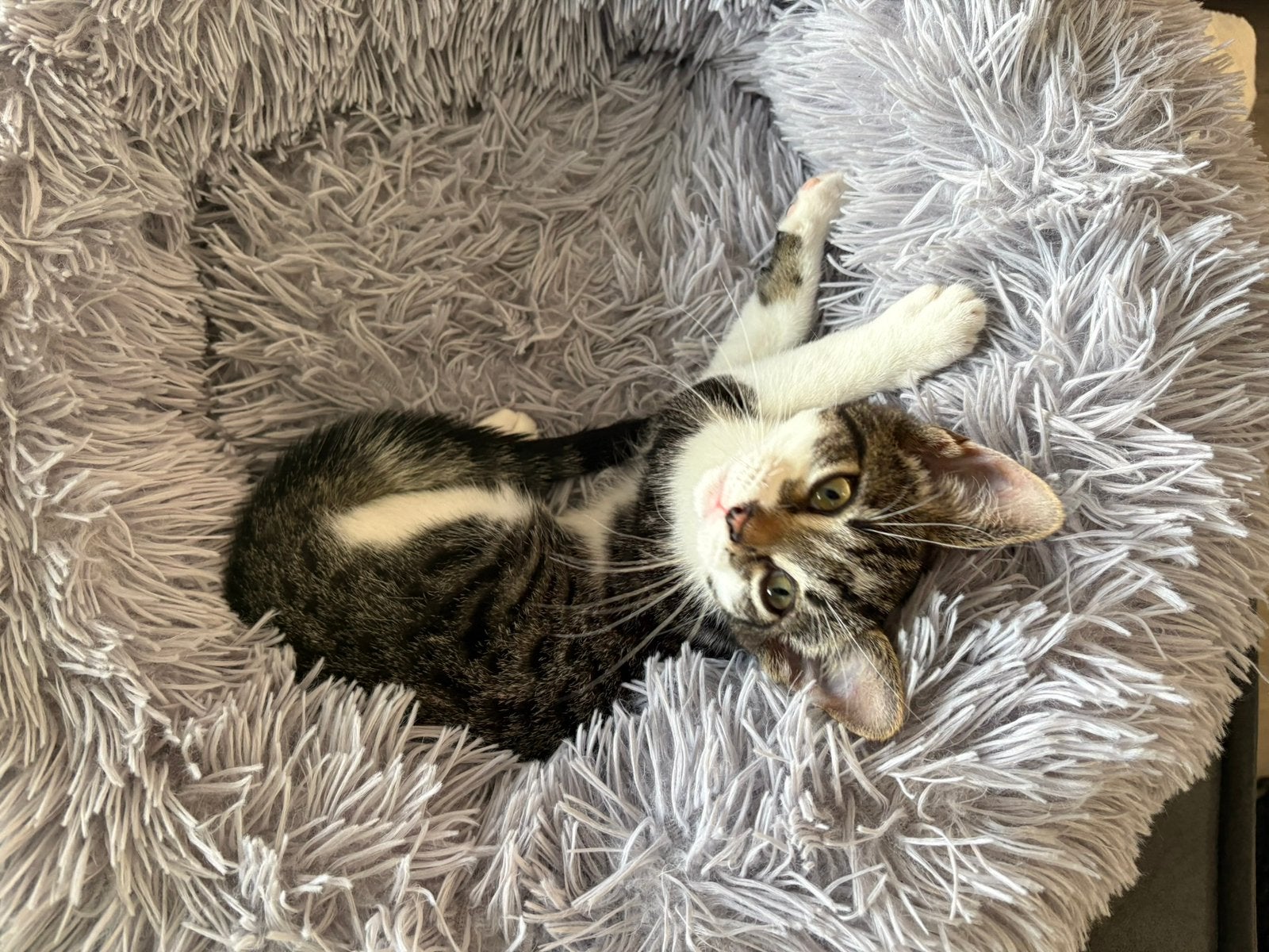 Kitten, Kater