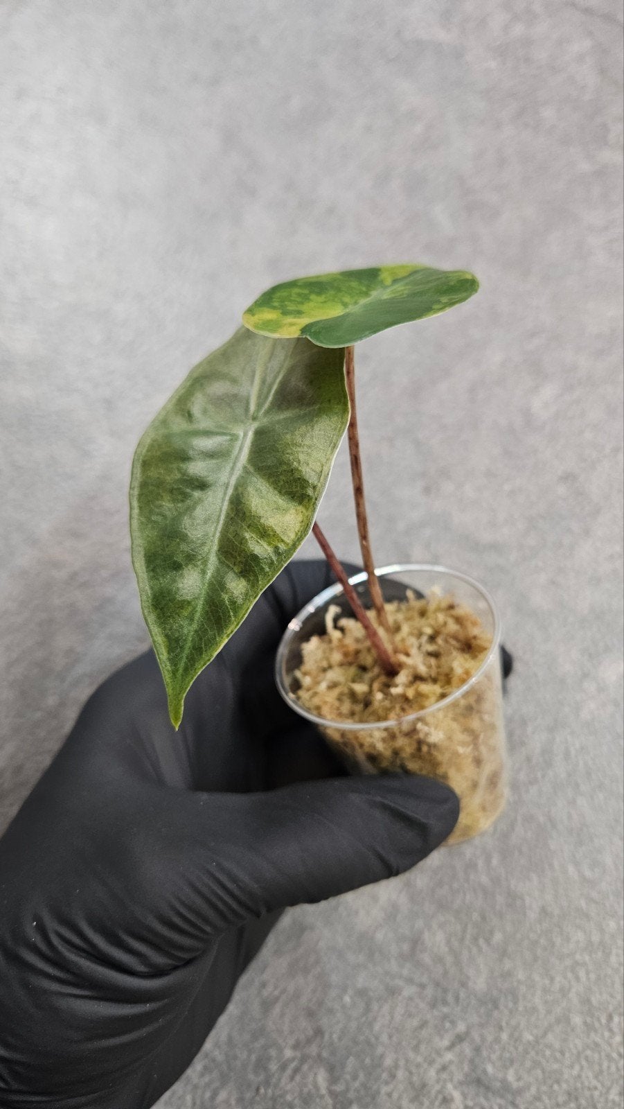 Alocasia Pseudo Sanderiana Aurea Variegata, Ophalen of Verzenden