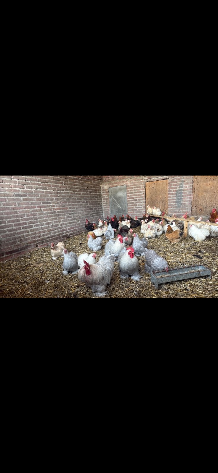Cochin kriel kippen, Meerdere dieren, Kip