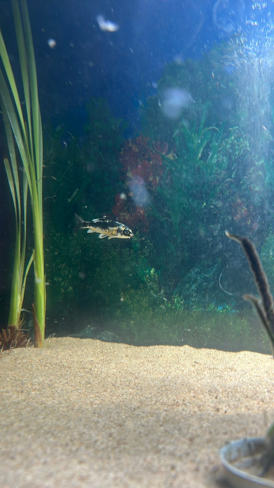 Koikarpertjes, Karper of Koi