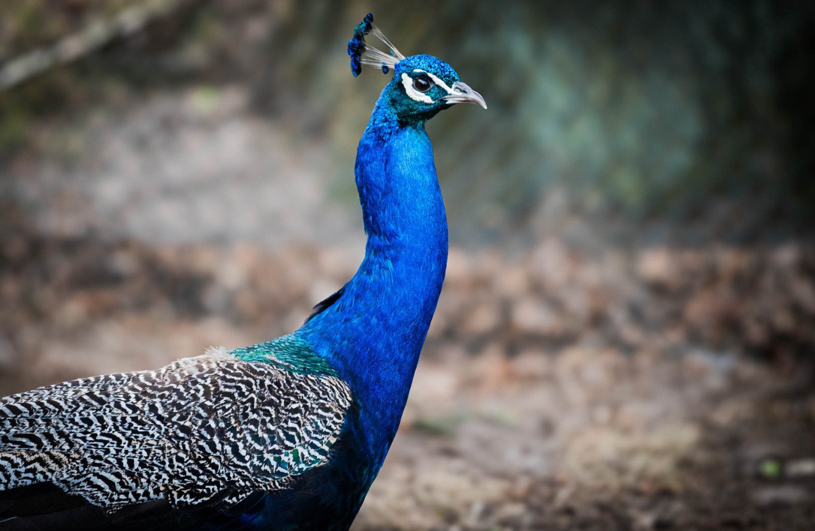 Mooi onverwant koppel pauwen, Dieren en Toebehoren, Pluimvee, Meerdere dieren, Overige soorten