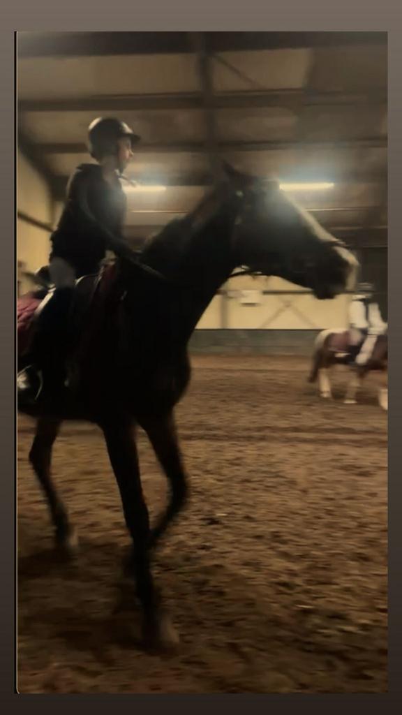 Verzorg Paard/shet GEZOCHT!! Verzorgers aangeboden!, Dieren en Toebehoren, Ophalen of Verzenden, Nieuw