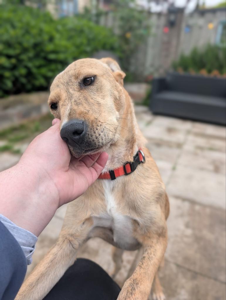 Roza zoekt een forever home!, Dieren en Toebehoren, Honden | Niet-rashonden, Particulier, Rabiës (hondsdolheid), 15 weken tot 1 jaar