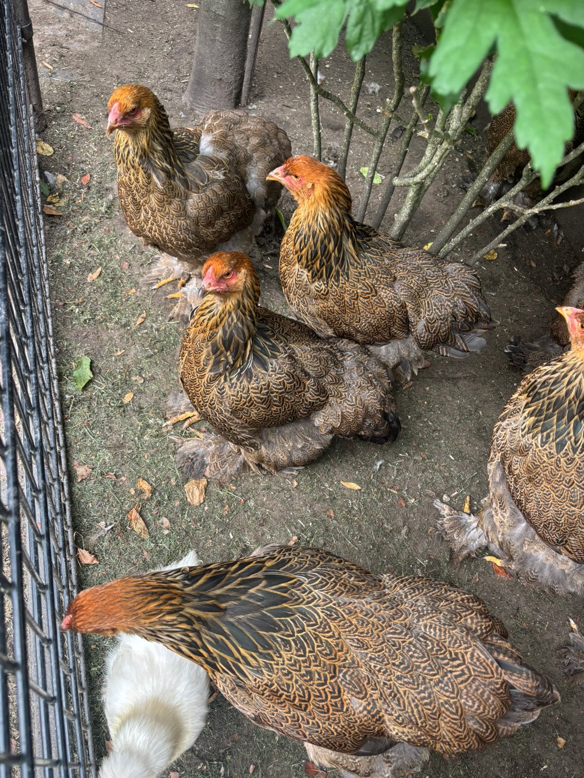 Brahma groot meerzomig patrijs en blauw patrijs hennen 2026, Dieren en Toebehoren, Pluimvee, Vrouwelijk, Kip