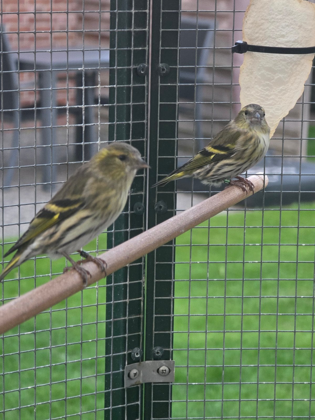 Sijs poppen, Dieren en Toebehoren, Vrouwelijk