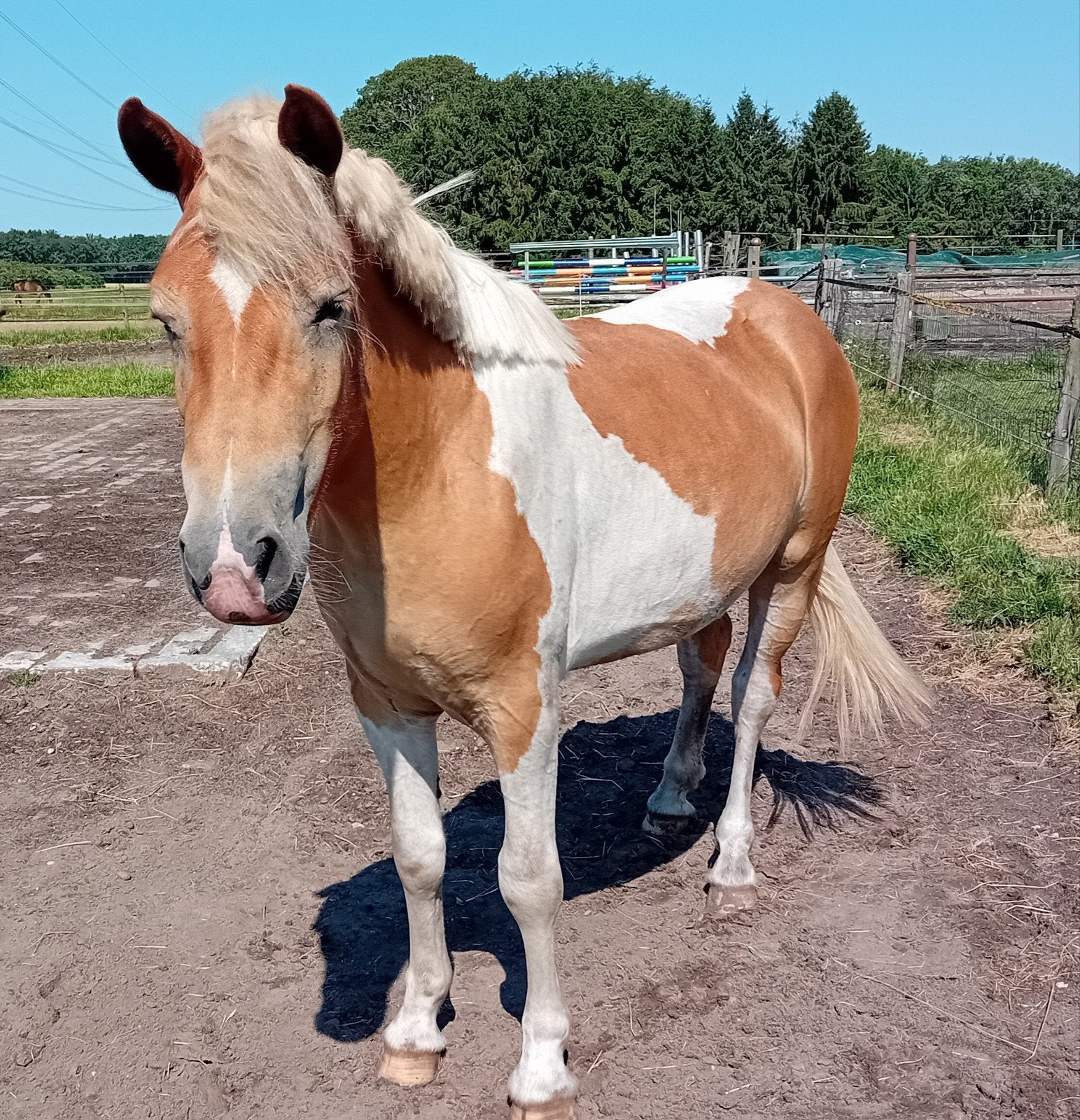 Aparte 3 jarige bonte merrie, Merrie