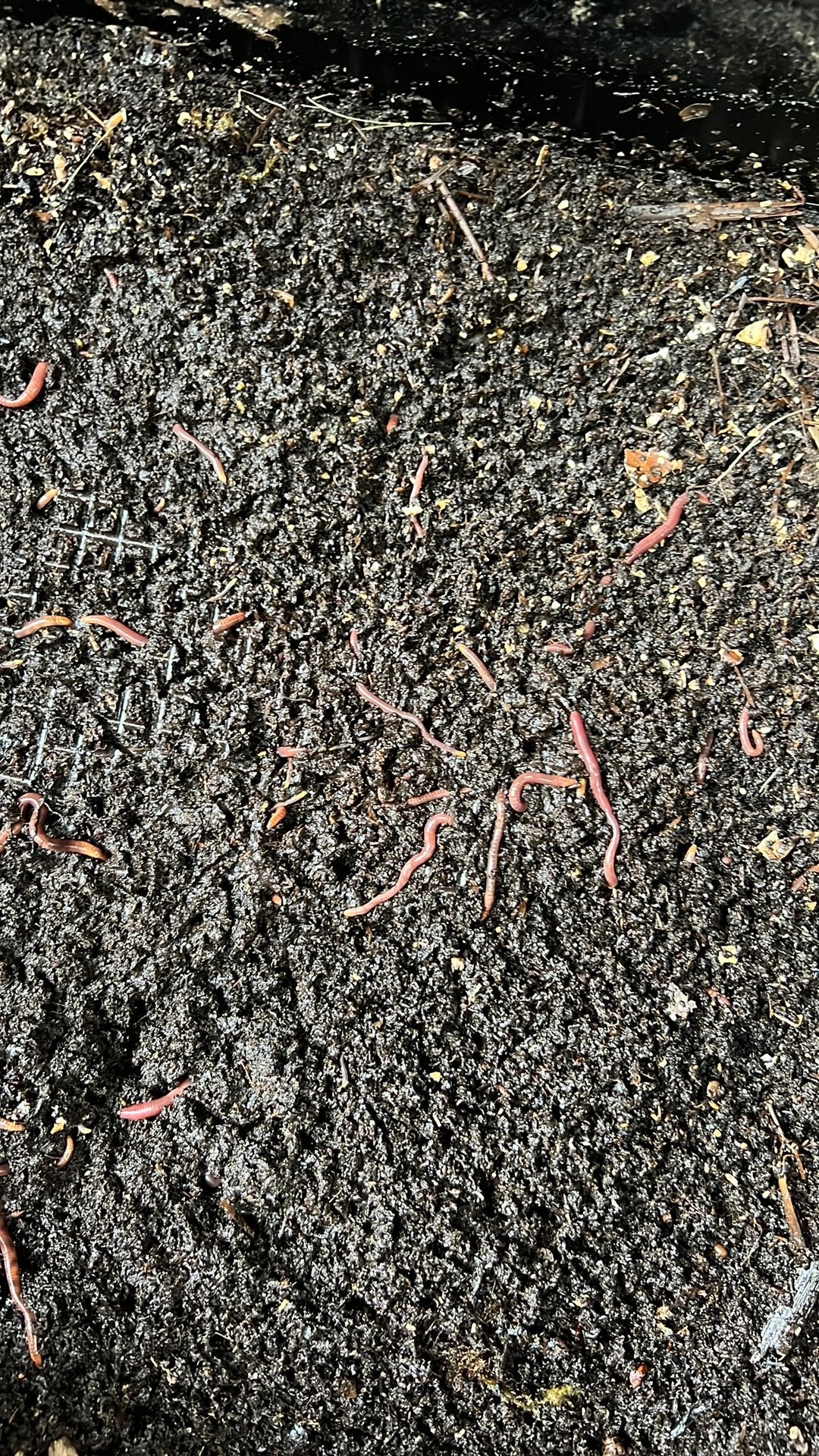 Mest/ compost wormen te koop., Ophalen, Compost