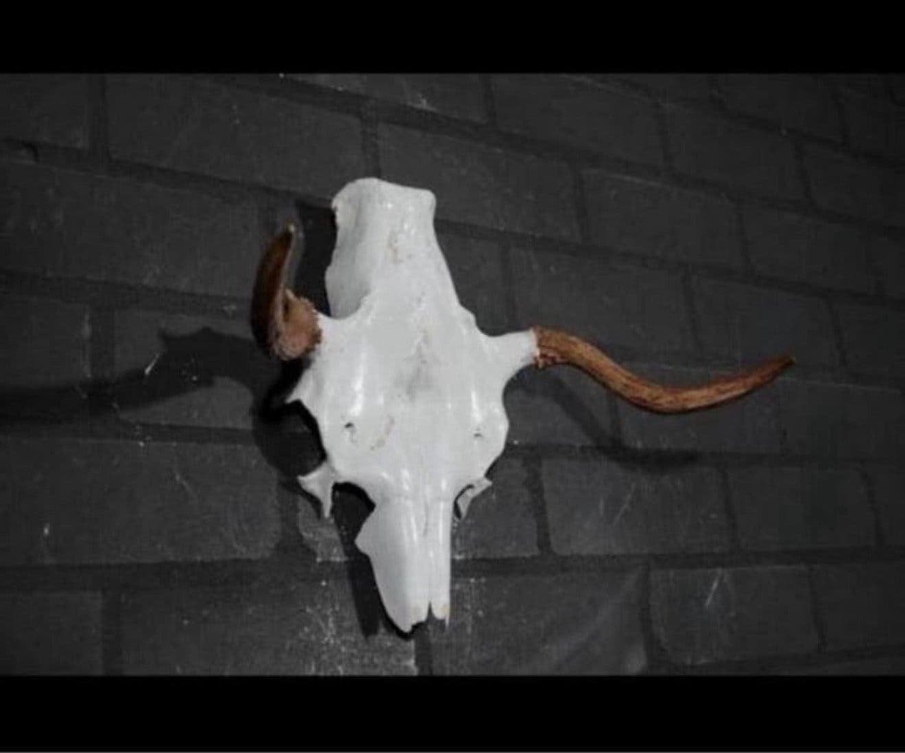 Eland Schedel Large Northern Elk Moose skull - Alces alces, Ophalen of Verzenden, Zo goed als nieuw, Schedel