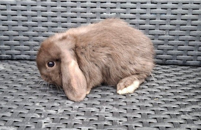aangeboden: 2 minilop chocolade bruin konijntjes, Mannelijk, Dwerg