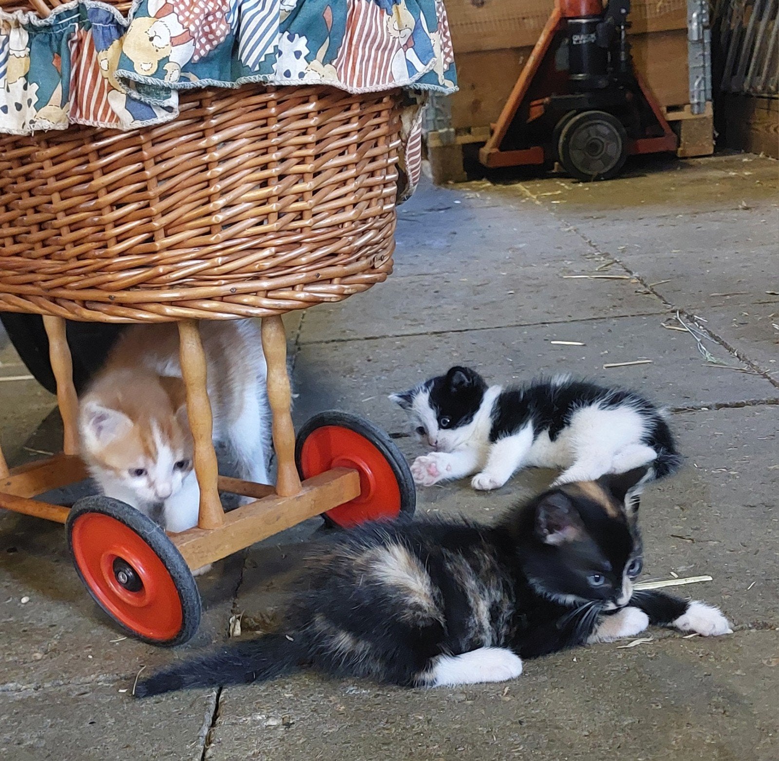 Lieve, makke boerderij kittens., Meerdere dieren