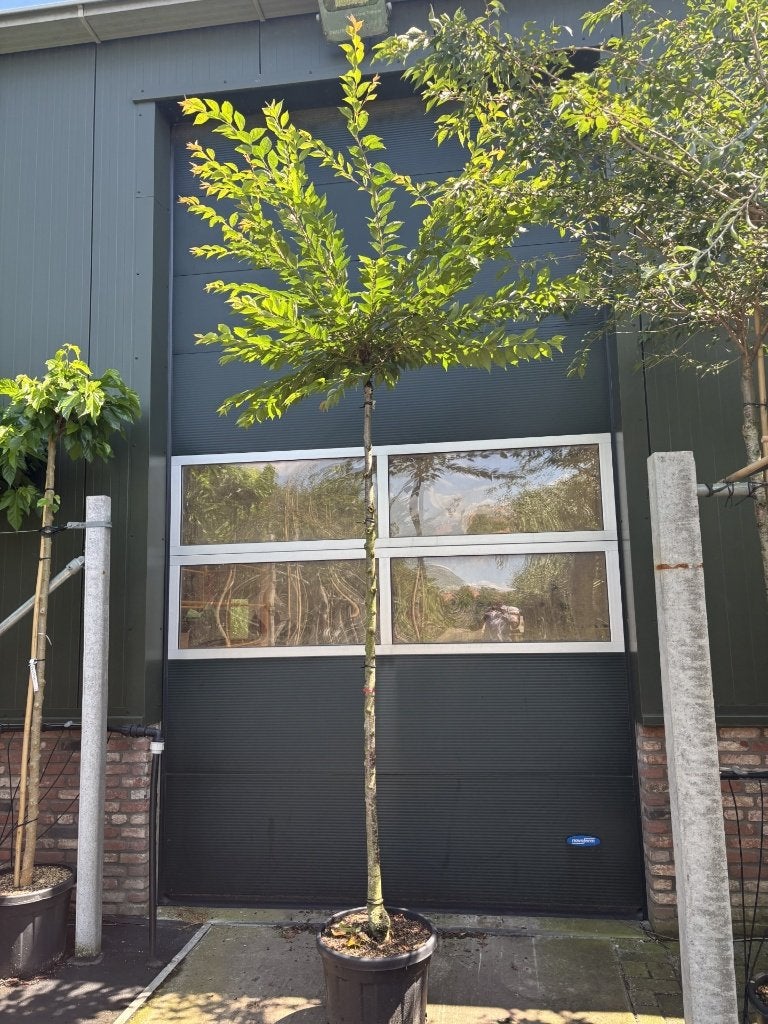 Prunus  subhirtella 'Autumnalis' 12/14 – ca. 220 cm, Lente, Ophalen, Volle zon, In pot