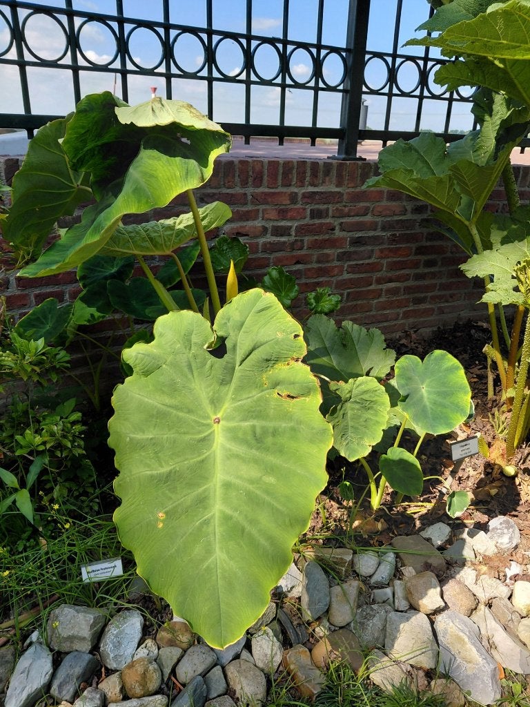 colocasia gaoligongensis, Verzenden, Vaste plant, Overige soorten, Halfschaduw
