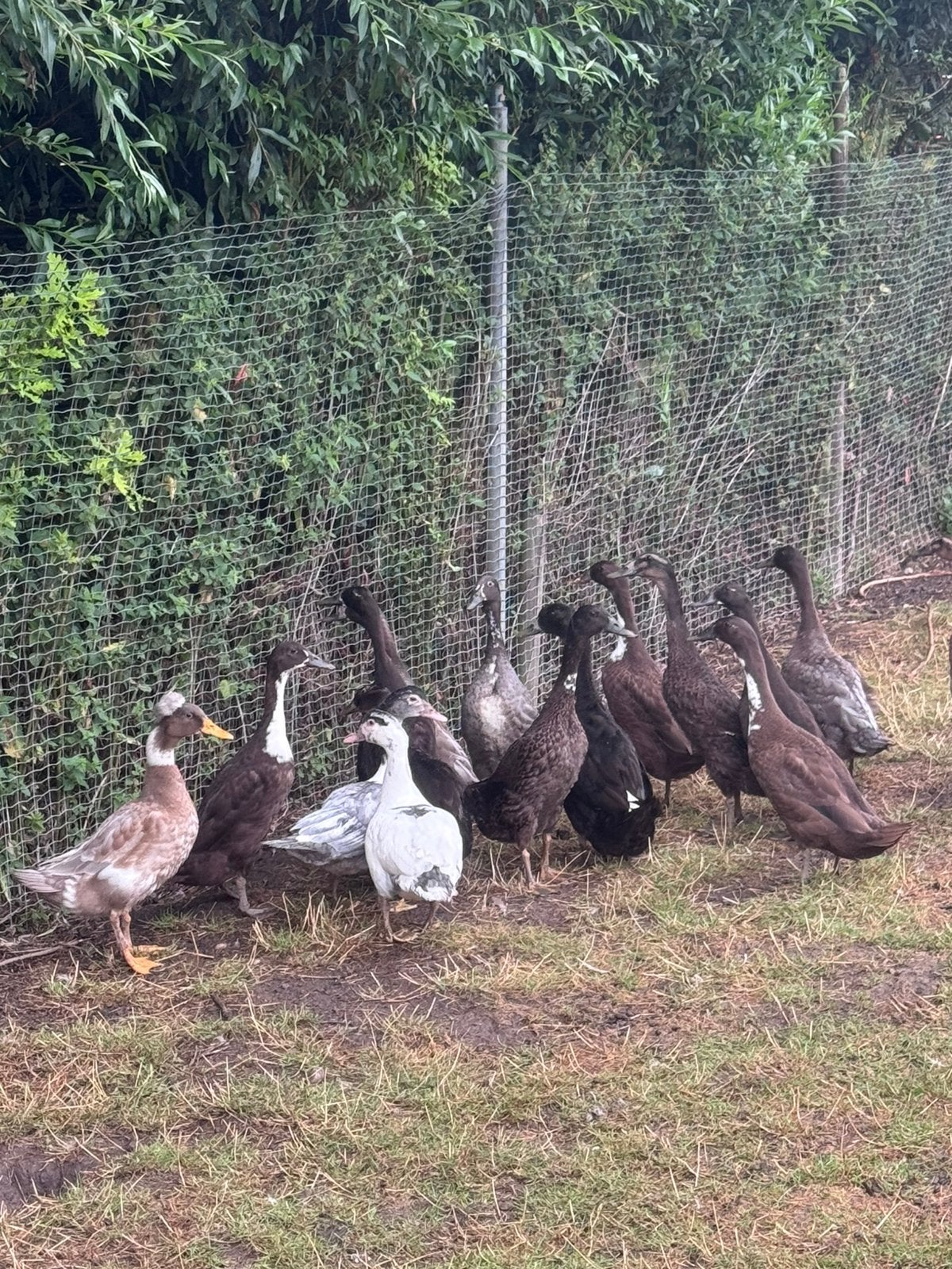 Jonge eenden / loop eenden en muskus eenden, Dieren en Toebehoren, Pluimvee, Meerdere dieren, Eend