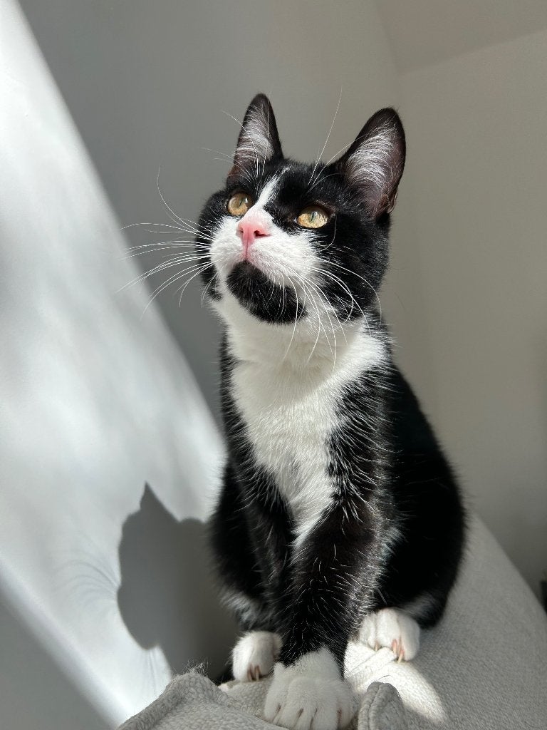 Kater Lou, Kater, Gechipt, 3 tot 5 jaar