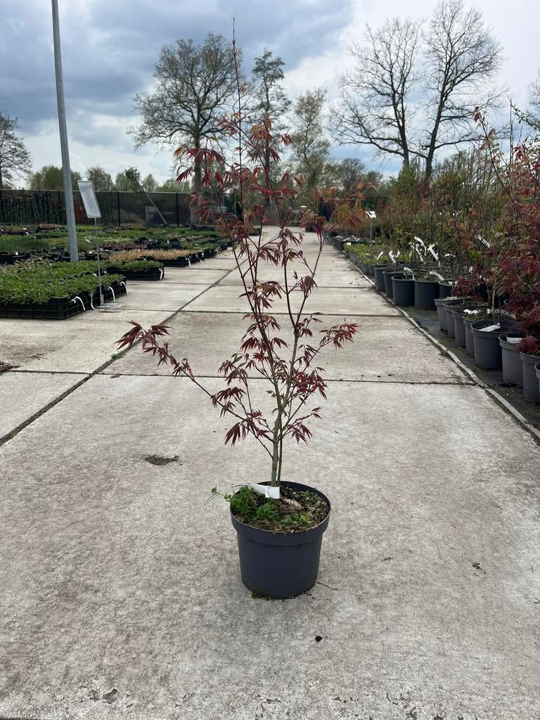 Japanse Esdoorn Acer Atropurpureum, Ophalen