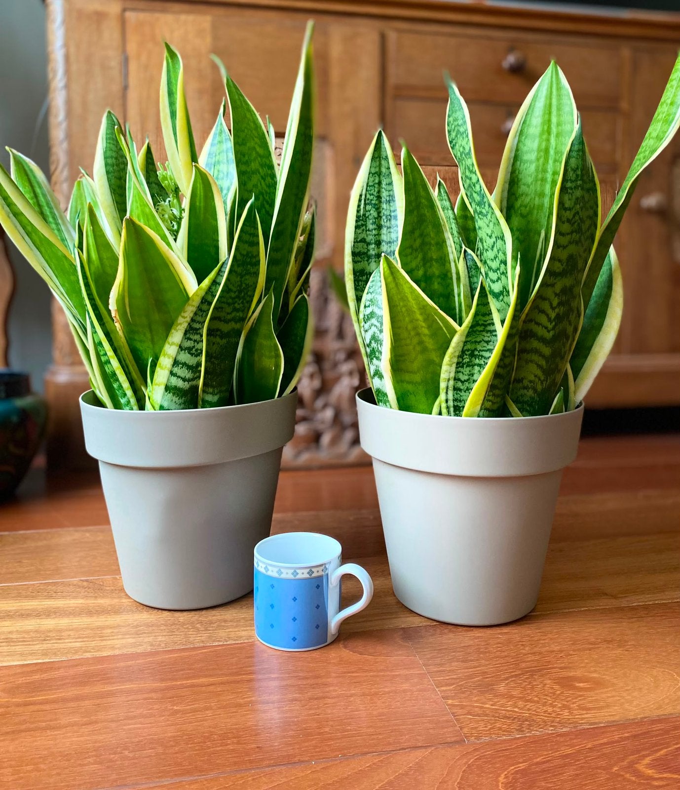 Vrouwentong / sansevieria, Huis en Inrichting, Kamerplanten, Ophalen, Vetplant, Halfschaduw, In pot