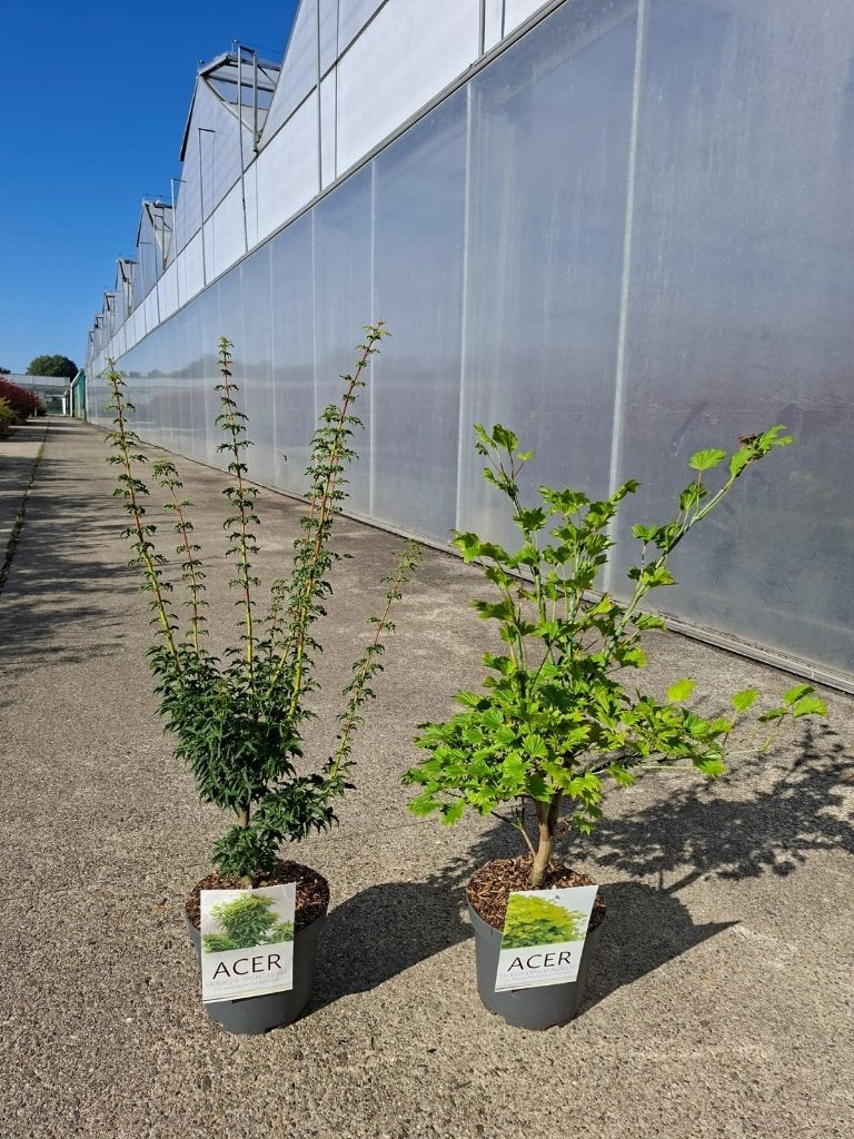 Acer shirasawanum 'Aureum' & Acer palmatum 'Shishigashira', Ophalen of Verzenden, Bloeit niet, Overige soorten, Volle zon