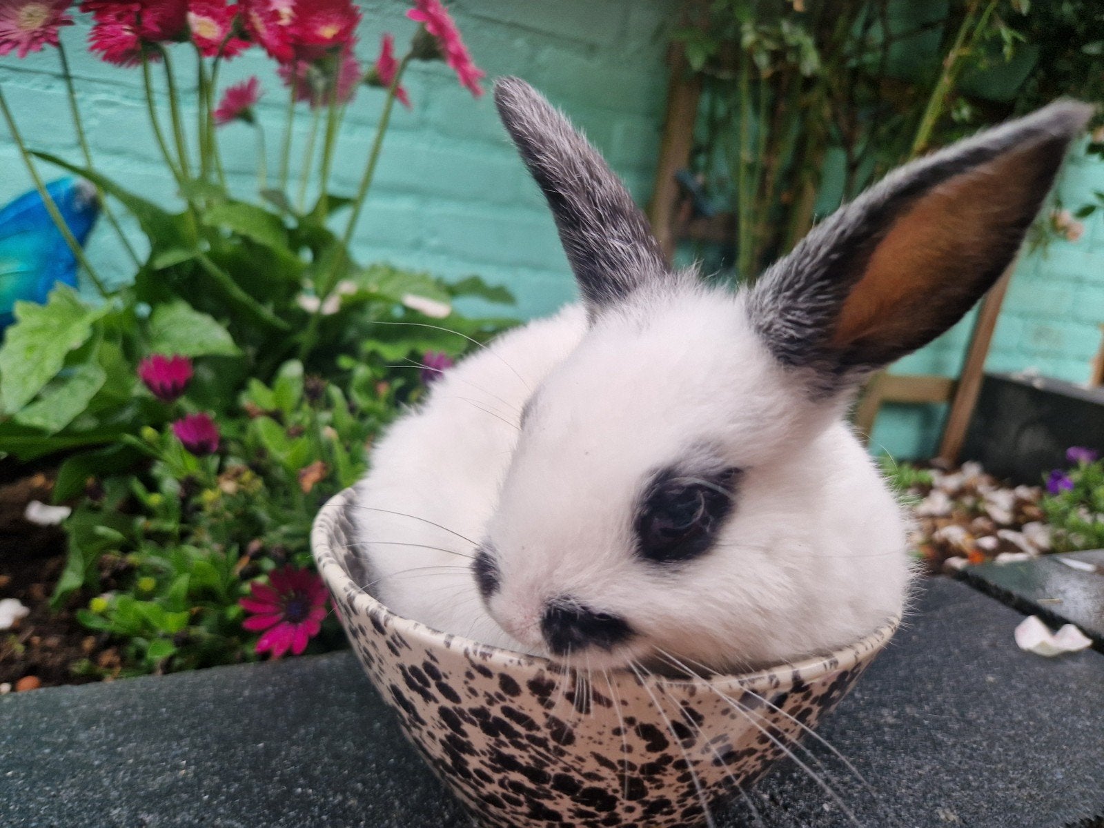 Baby konijntjes 8 weken oud., Meerdere dieren, Dwerg