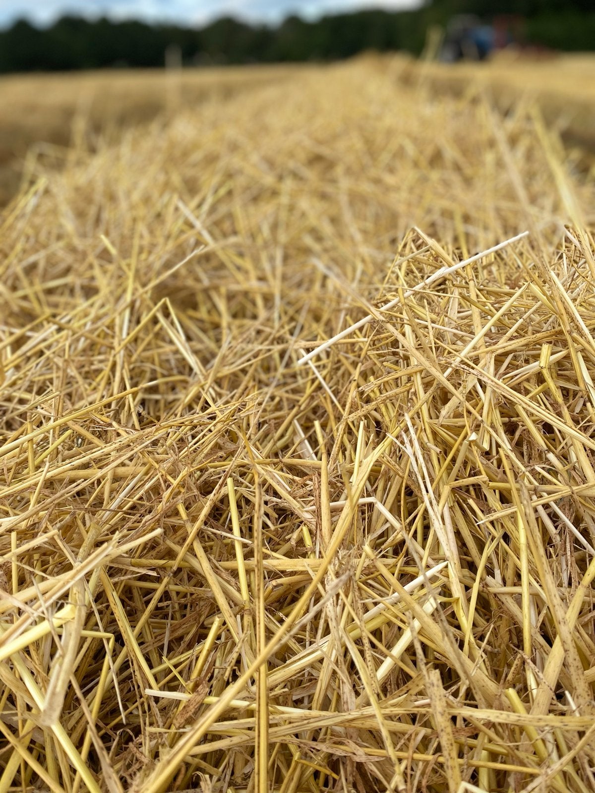 Tarwe stro kleine pakjes, Ophalen, Vee