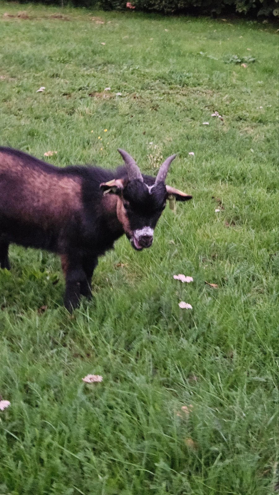 mooi bokje te koop, Dieren en Toebehoren, Mannelijk, Geit, 0 tot 2 jaar