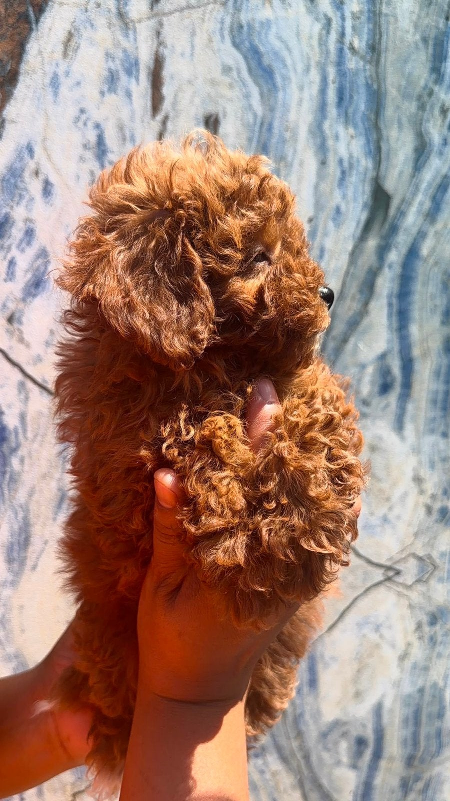 Pomerian poodle, Dieren en Toebehoren, Rabiës (hondsdolheid), Reu, 8 tot 15 weken, Meerdere
