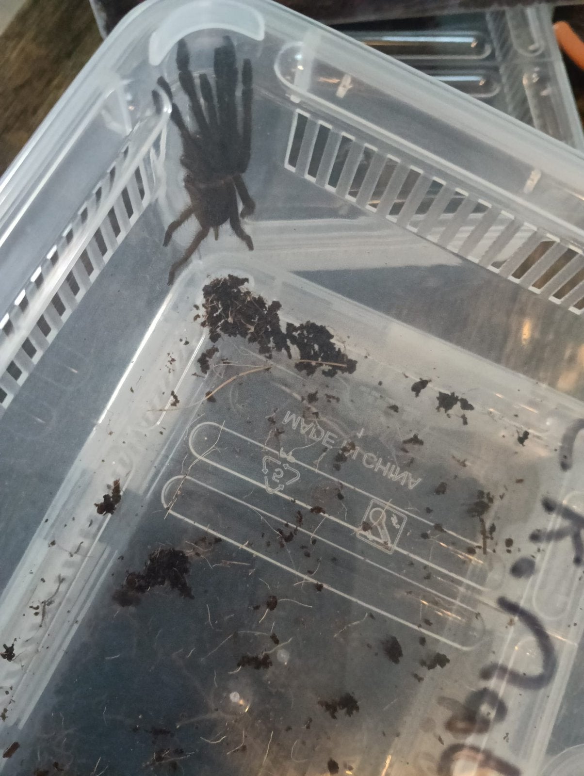Vogelspin, Dieren en Toebehoren, Spin of Schorpioen