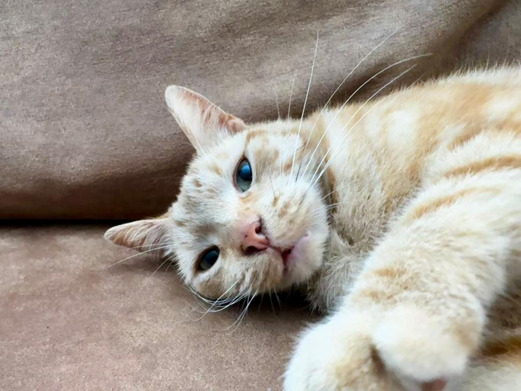 Nieuw huis gezocht, Dieren en Toebehoren, Katten en Kittens | Overige Katten, Kater