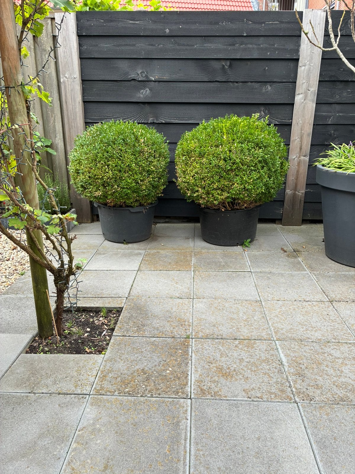 2 x grote mooie buxus, Tuin en Terras, Planten | Tuinplanten, Ophalen, Bloeit niet, Overige soorten, Volle zon