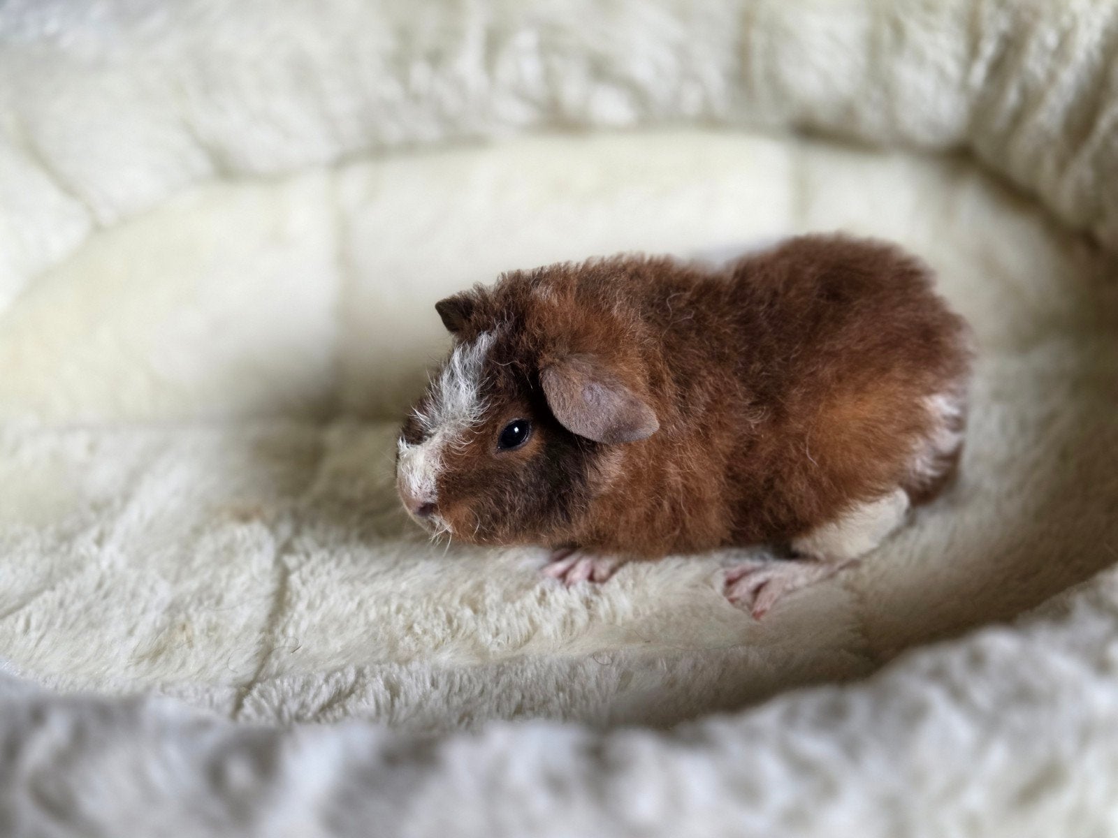 2 mooie US Teddy beertjes met stamboom, Dieren en Toebehoren, Knaagdieren, Cavia, April, Mannelijk, Tam