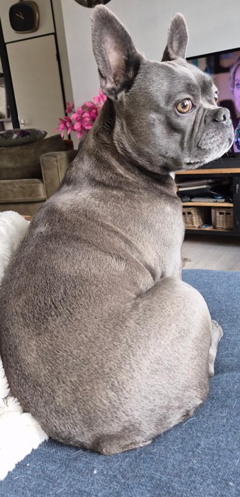 Gezocht!, Dieren en Toebehoren, Reu, Bulldog, Eén hond, 3 tot 5 jaar